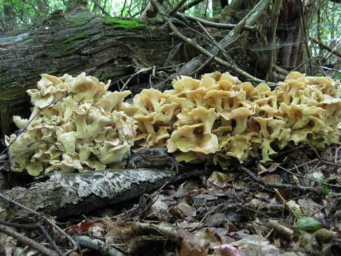 Гриб спарассис курчавый