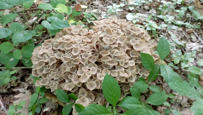 Грифола зонтичная