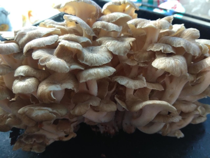 Грифола курчавая гриб