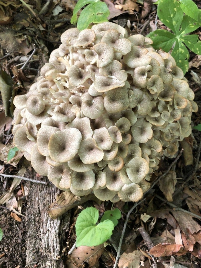 Трутовик гриб-баран