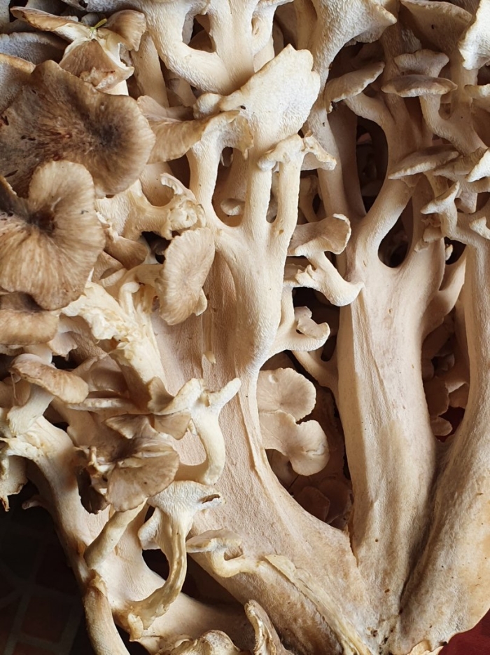 Polyporus umbellatus