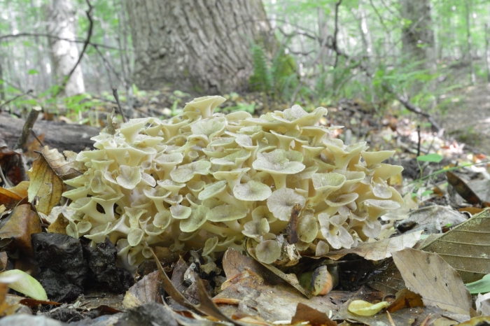 Гриб грифола зонтичная