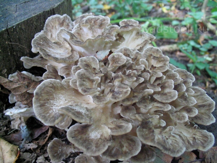 Спарассис курчавый гриб