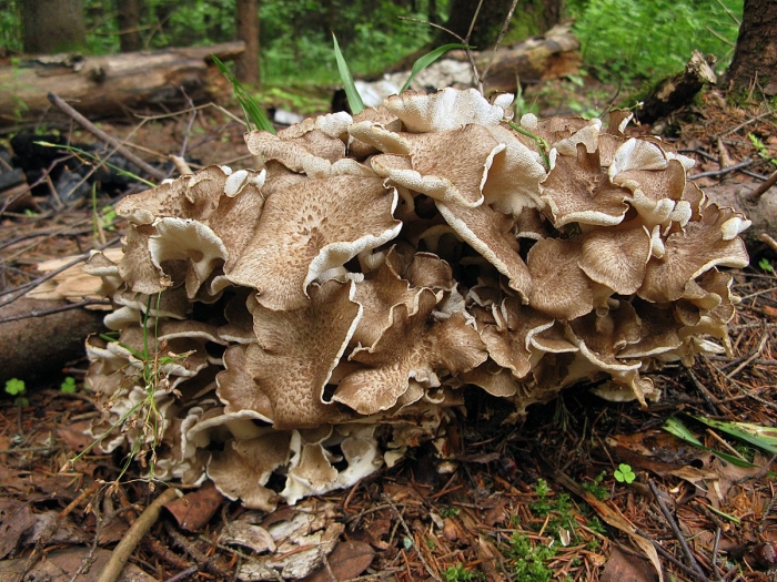 Грифола курчавая