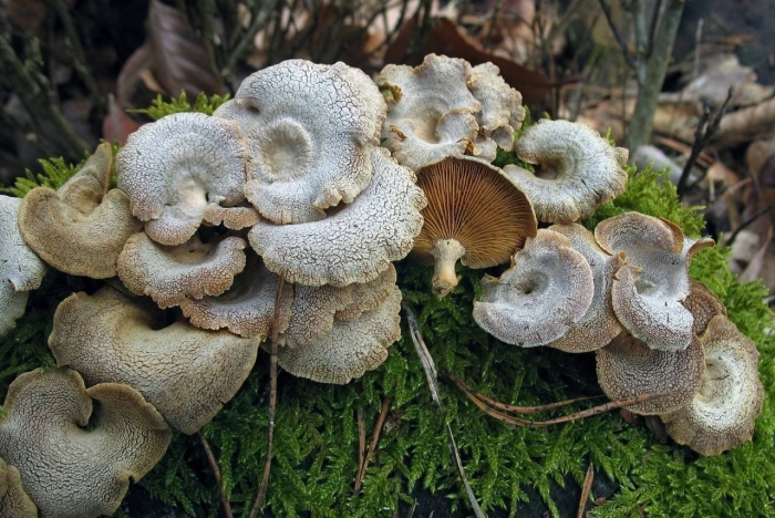 Panellus stipticus