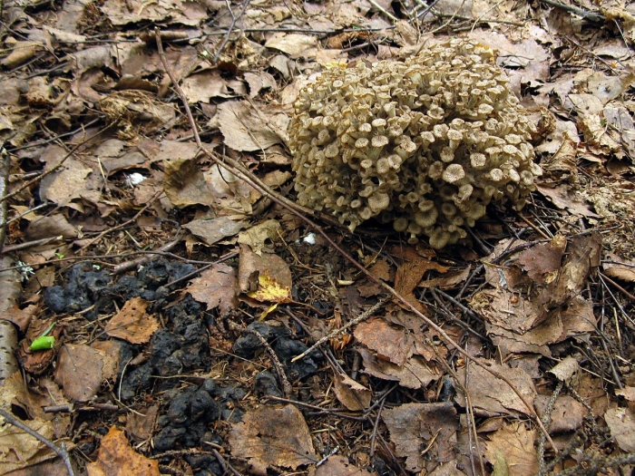 Спарассис курчавый гриб