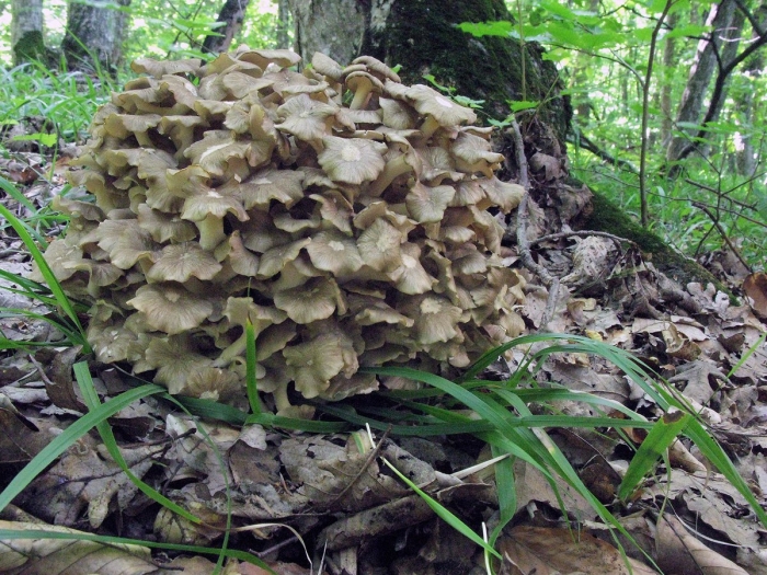 Грифола курчавая гриб