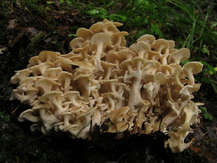 Грифола (трутовик) зонтичная