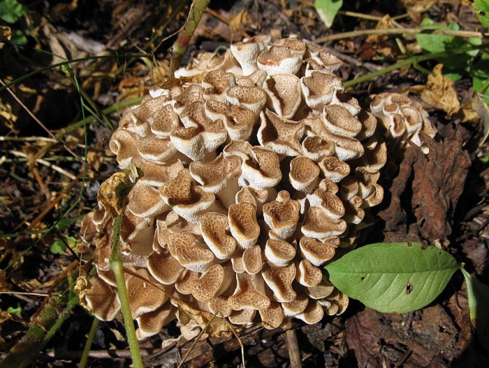 Грифола курчавая гриб