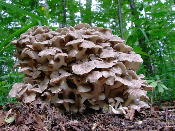 Грифола курчавая