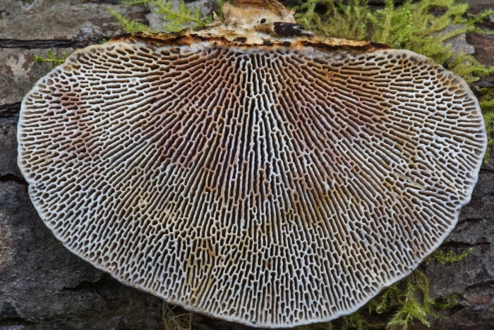 Дедалеопсис трутовик