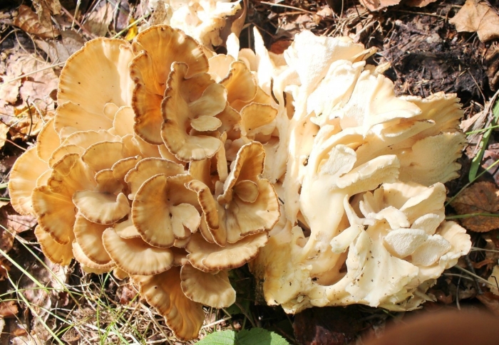 Спарассис курчавый грибная капуста