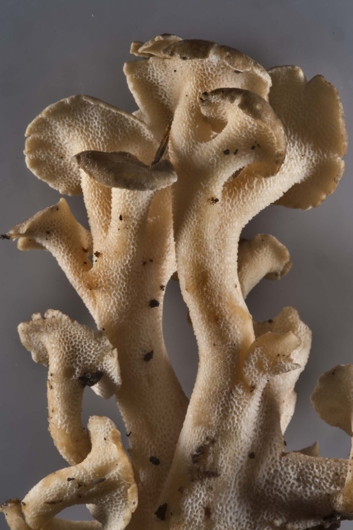 Polyporus umbellatus