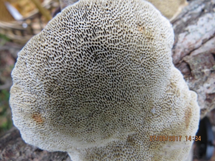 Daedaleopsis confragosa