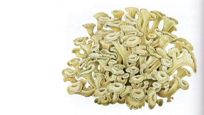 Полипорус зонтичный