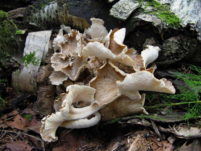 Трутовик разветвленный