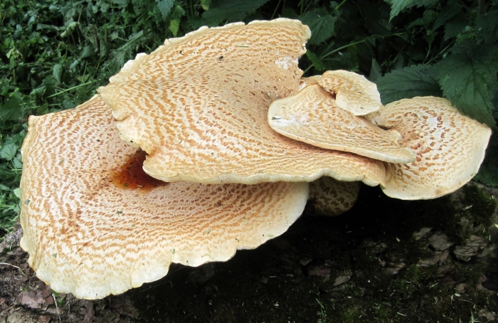 Трутовик чешуйчатый polyporus squamosus