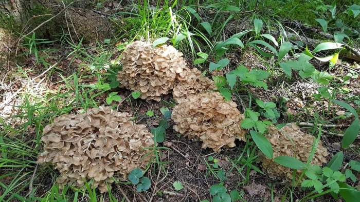 Трутовик зонтичный