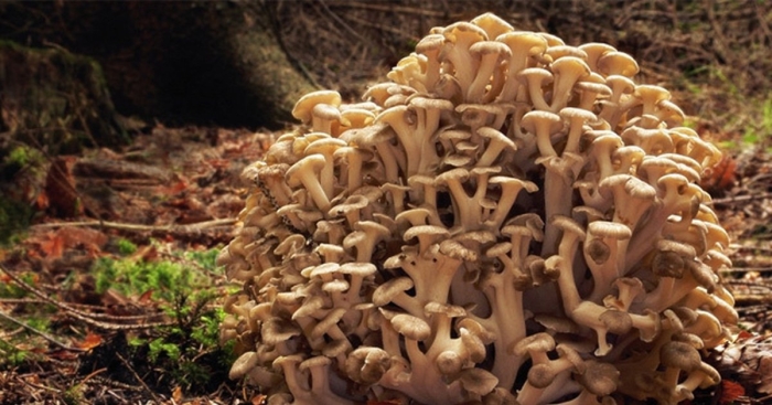 Грифола зонтичная