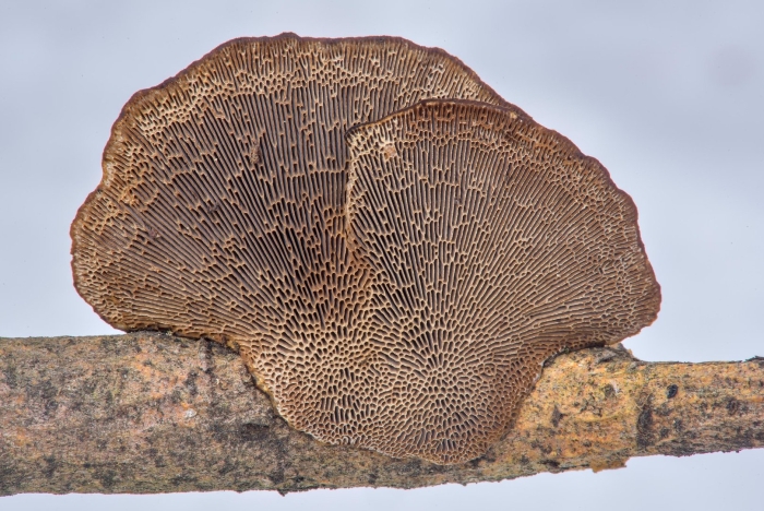 Daedaleopsis confragosa