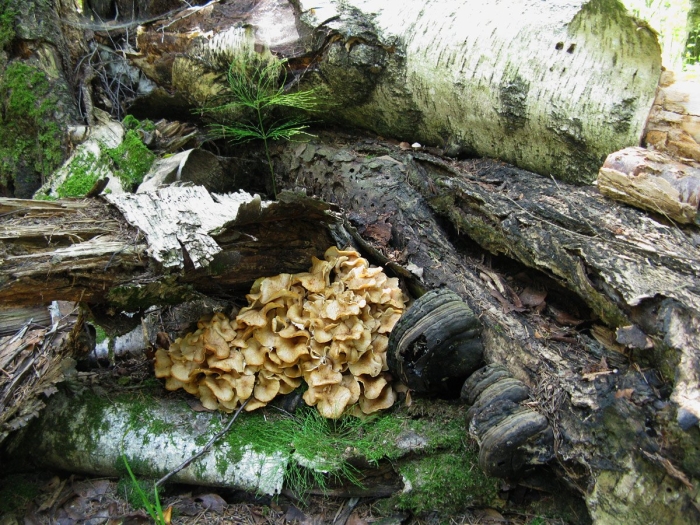 Опята в лесу