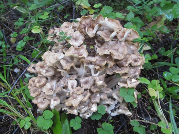 Гриб грифола курчавая