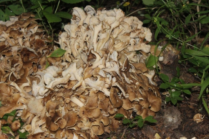 Грифола зонтичная