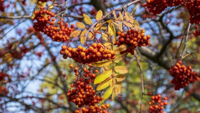 Рябина обыкновенная листья