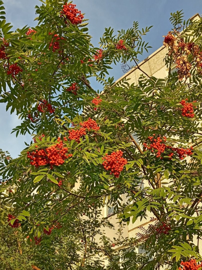 Рябина обыкновенная