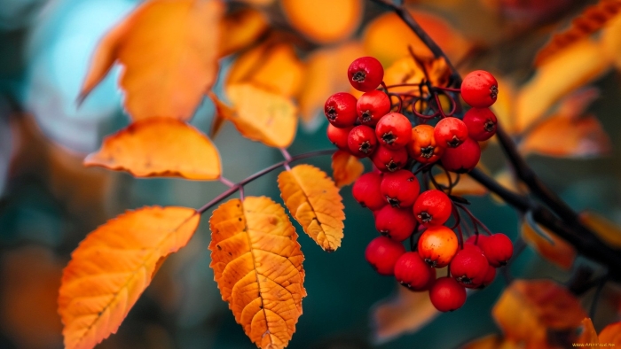 Дерево рябина осенью