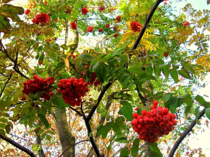 Рябина обыкновенная глобозум