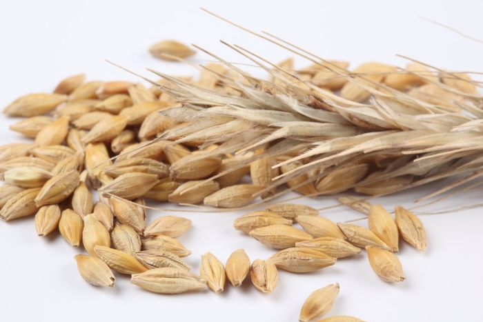 Ячмень и пшеница