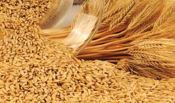 Арпа ячмень