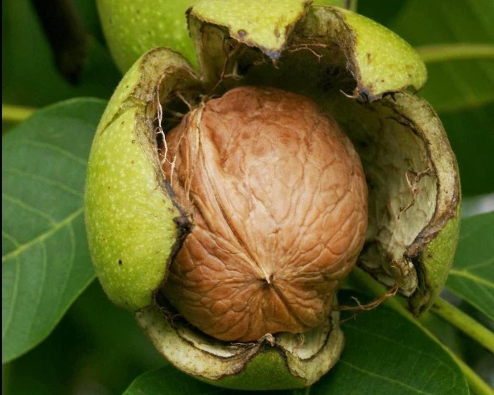 Орех грецкий (juglans regia)