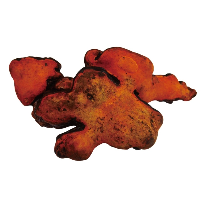 Антродия камфорный гриб