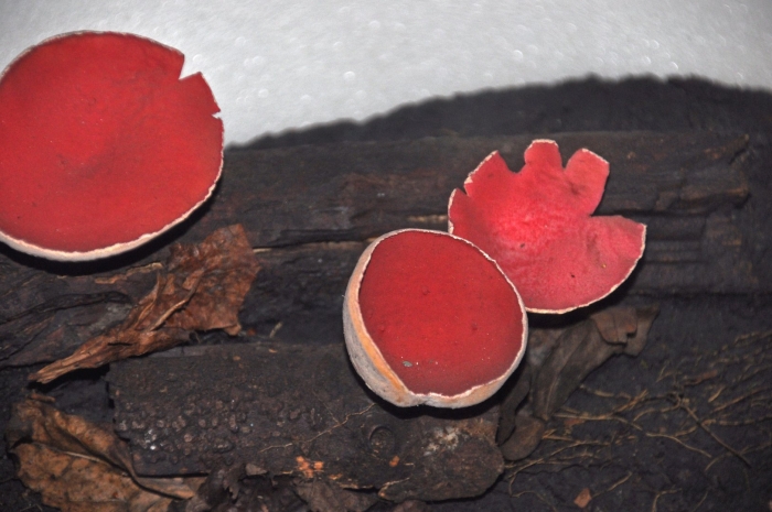 Sarcoscypha coccinea