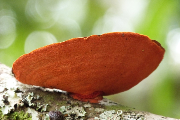 Pycnoporus cinnabarinus