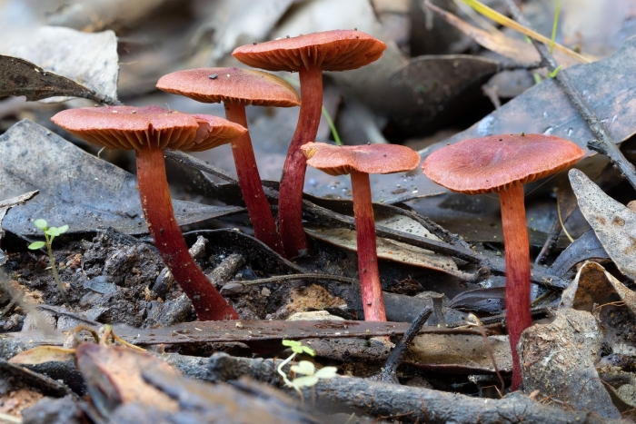 Cortinarius cinnamomeoluteus