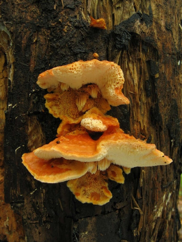 Pycnoporellus fulgens