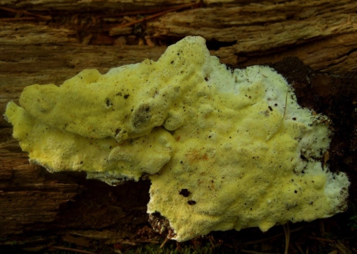 Гриб антродия камфорная