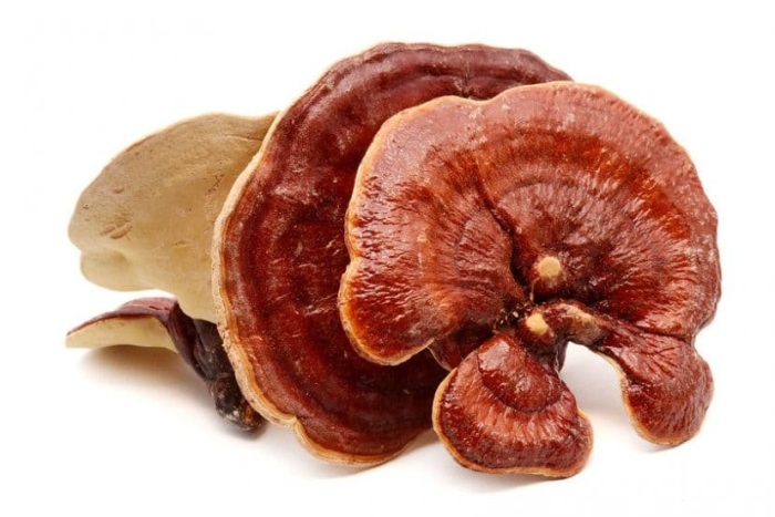 Ganoderma lucidum