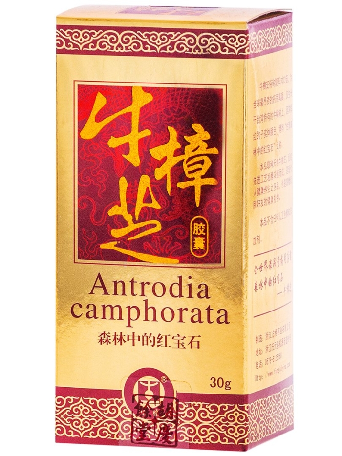 Антродия камфорная