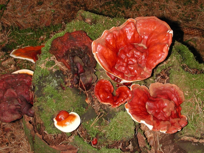 Трутовик лакированный ganoderma lucidum