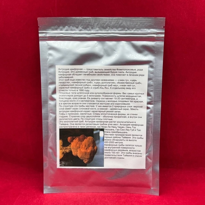 Красный камфорный гриб антродия