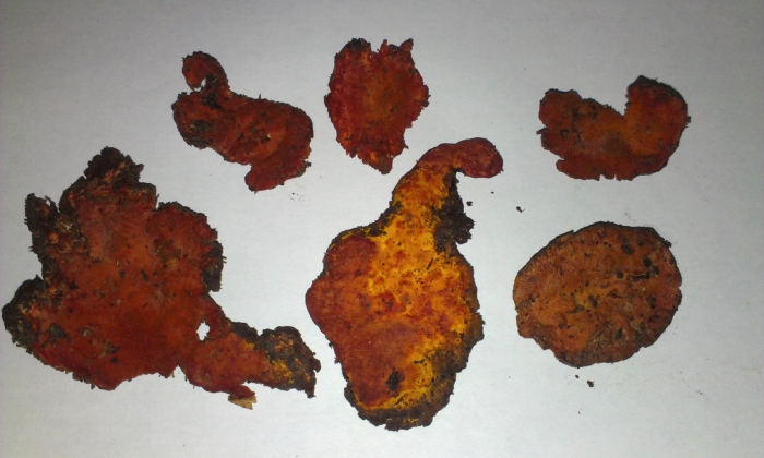 Ligusticum wallichii