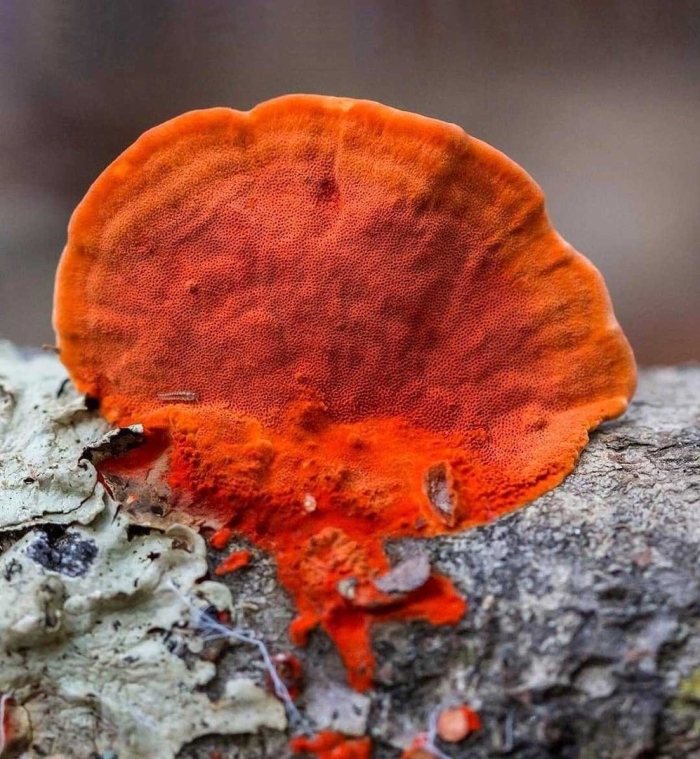 Трутовик киноварно-красный