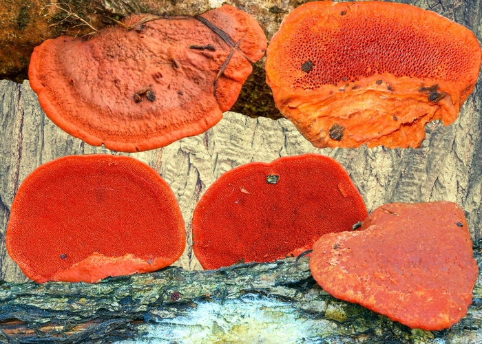 Трутовик киноварно-красный