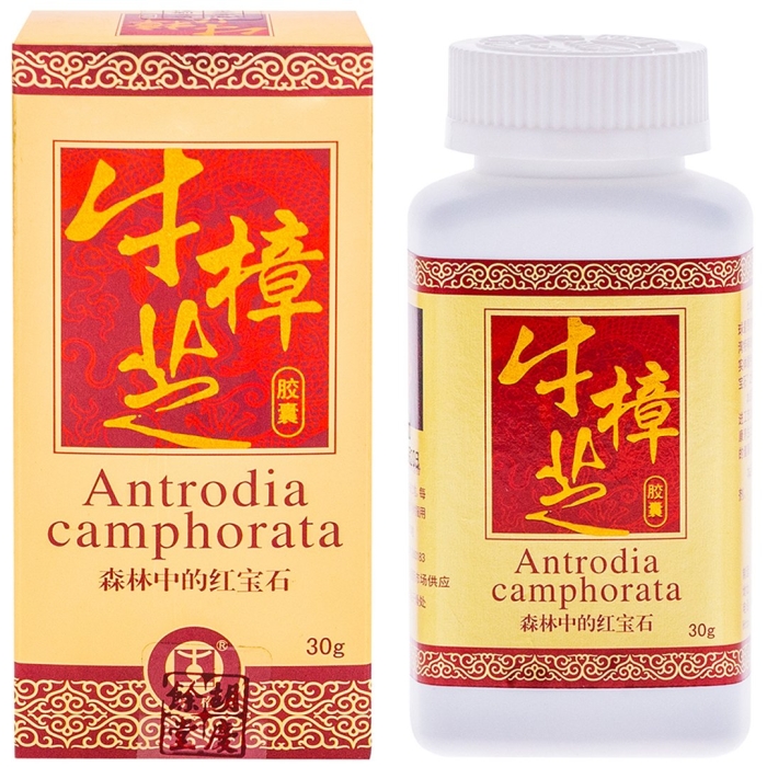 Красный камфорный гриб (антродия камфорная)