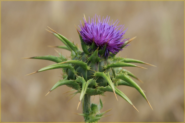Расторопша пятнистая (silybum marianum)