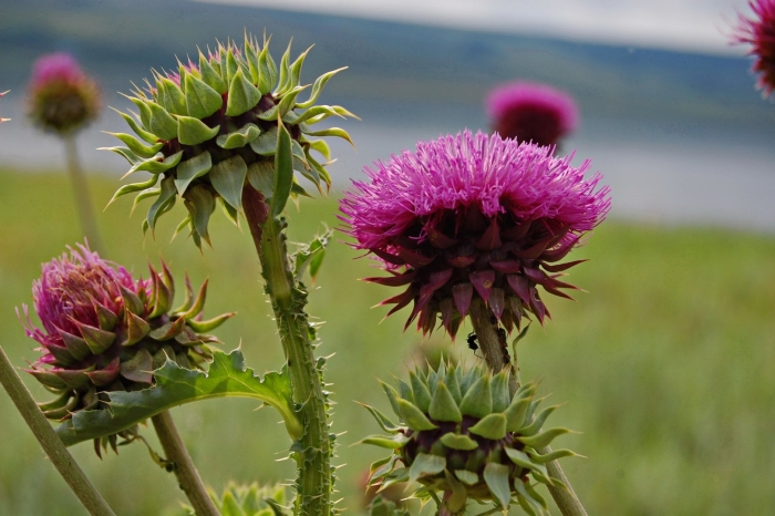 Чертополох испания